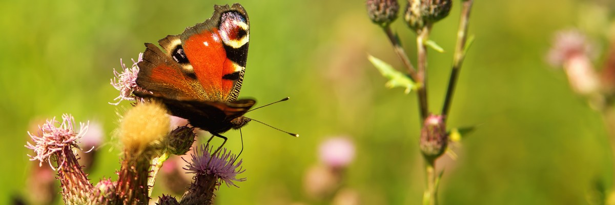 butterfly-flower-1920x650