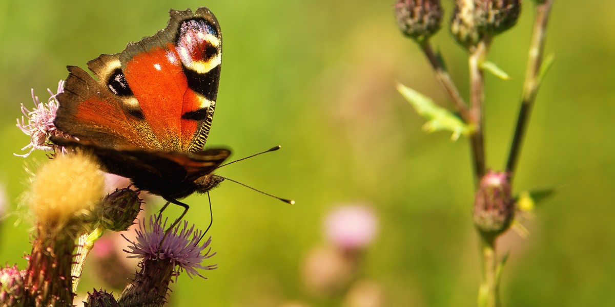 butterfly-flower-1920x650