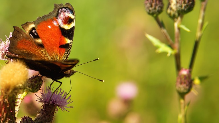 butterfly-flower-1920x650