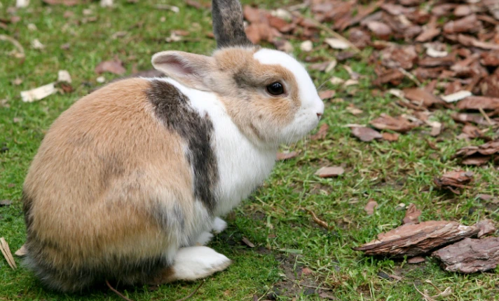 hase-712x475