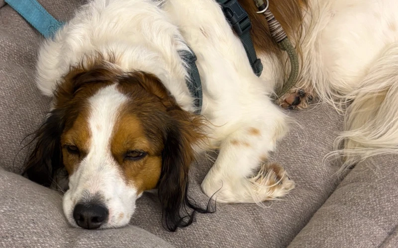 hund-herr-studer-2