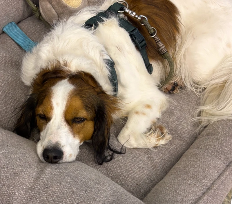 hund-herr-studer-2