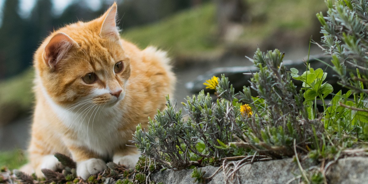 katze-1920x650