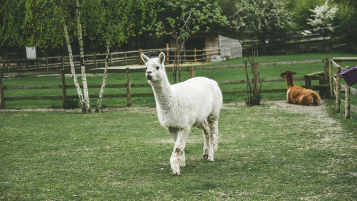 lama-712x475