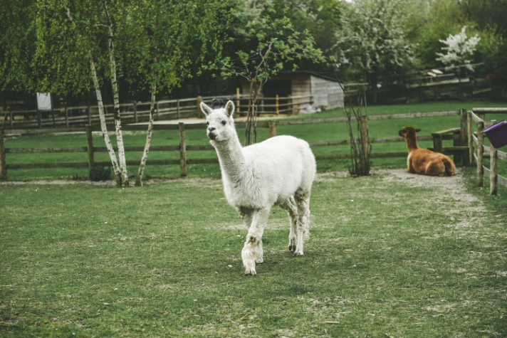 lama-712x475