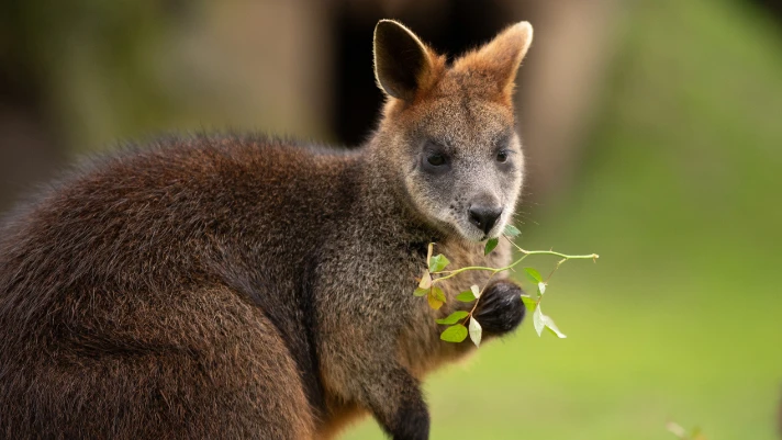 wallaby-712x475