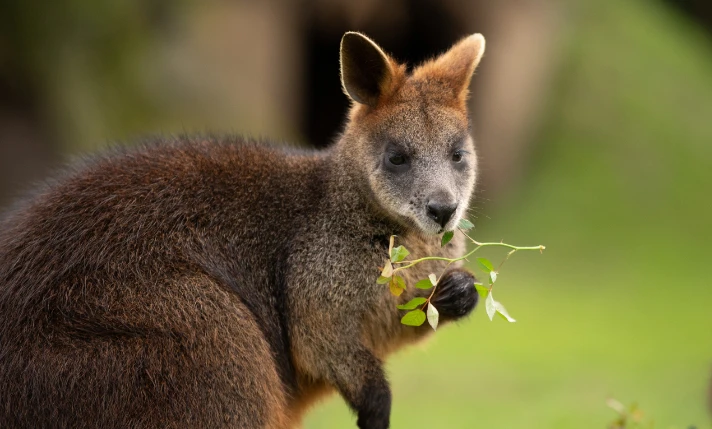 wallaby-712x475